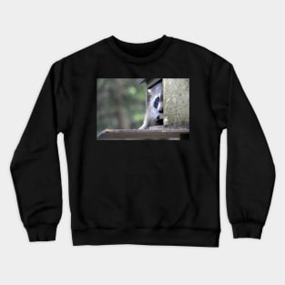 Raccoon in bird feeder (again) tsk! tsk! Crewneck Sweatshirt